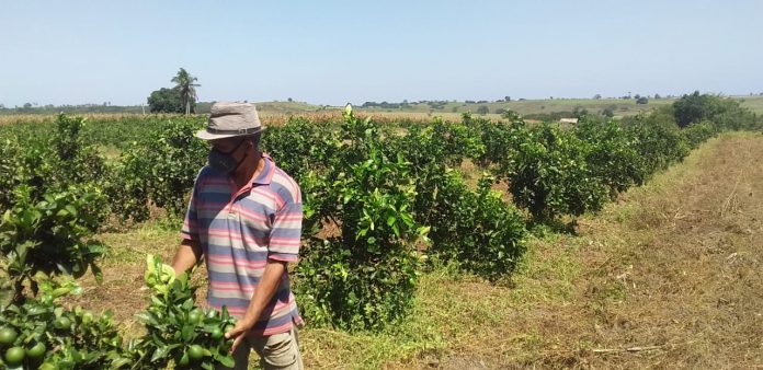 Produção de laranja dobra em comunidade rural de Rio Real