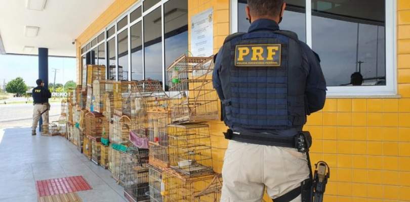 PRF deflagra operação de combate a crimes ambientais e resgata 74 animais silvestres na BA