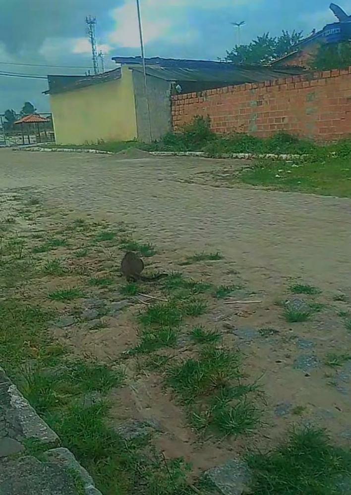 Morador cobrar limpeza de rua no centro de Cardeal da Silva ''Na gestão passada era motivo de surra e agora?''