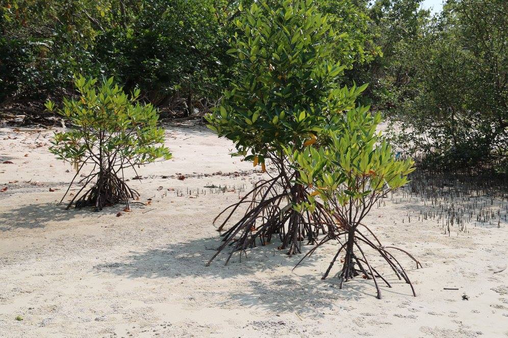 Presidente da Associação de pescadores denuncia suposto crime ambiental cometido pelo pai do Prefeito de Conde; Entenda
