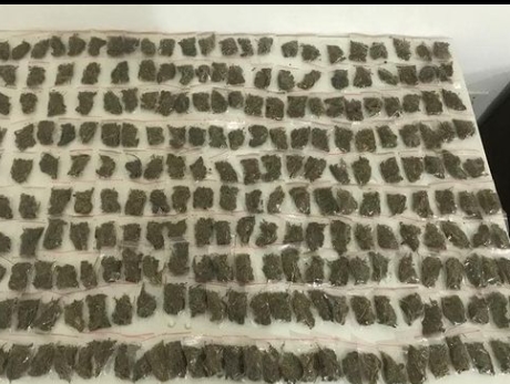 Polícia Militar de Conde apreende mais de 200 saquinhos de maconha no Buri
