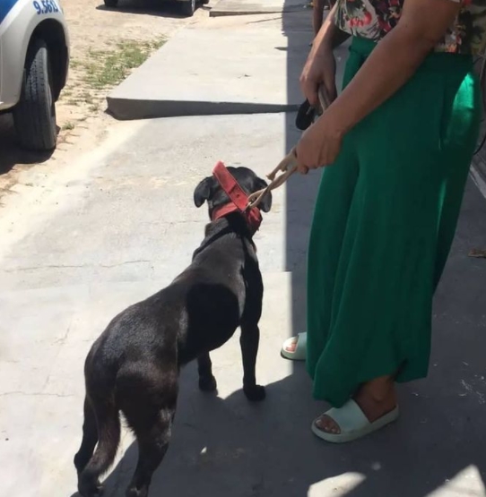 Policia Militar resgata cão que sofreu agressão pelo tutor em Entre Rios