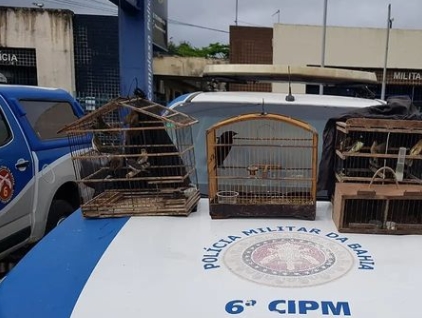 Operação de combate a crimes ambientais apreende pássaros em Rio Real
