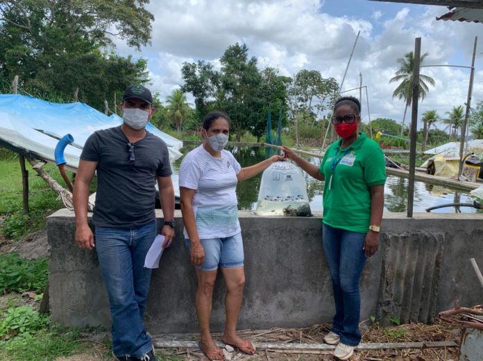 160 mil alevinos são distribuídos para agricultores e agricultoras familiares do Território Metropolitano de Salvador