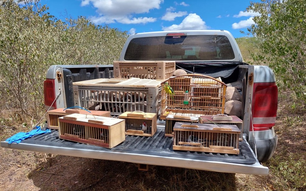 Adema realiza soltura de 48 animais silvestres em Sergipe