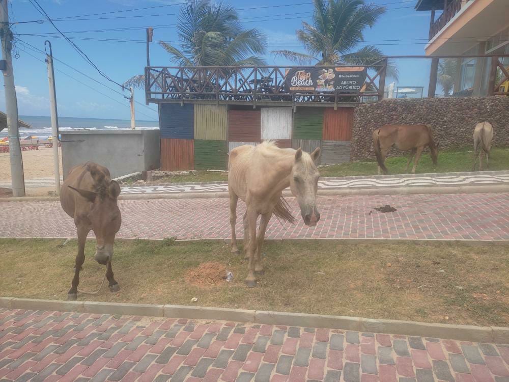 Turista flagra animais de grande porte pastando na Orla de Sítio do Conde; Gestão tem contrato com empresa para recolher os bichos
