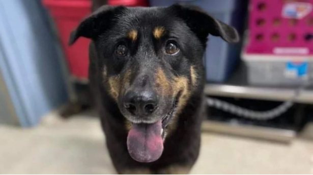 Família abandona cachorro por achar que 'ele é gay'