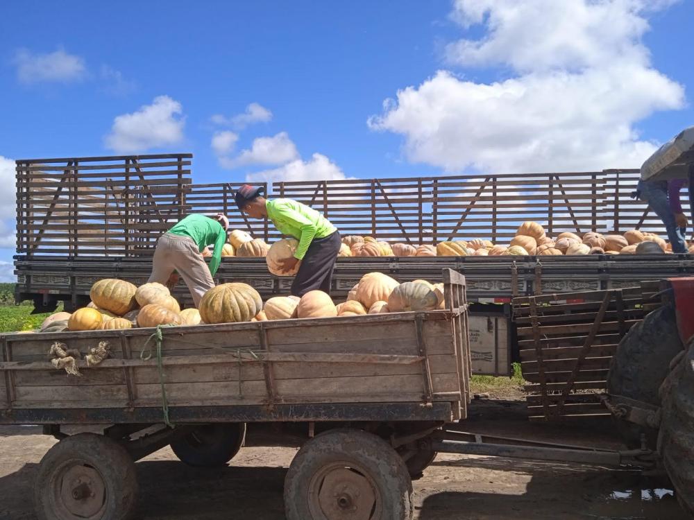 Câmara de Cardeal da Silva aprova lei que visa beneficiar agricultura familiar; Entenda