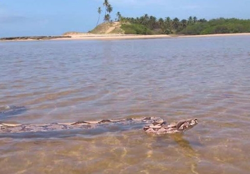 Jiboia com mais de 2 metros é encontrada na Barra do Itariri em Conde