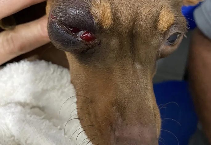 Covardia e crueldade: cão da raça pinscher é espancado a pauladas em Jaguaquara