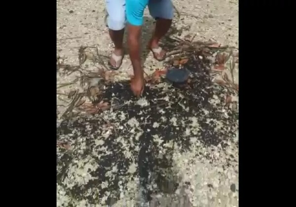 Prefeitura recolhe manchas de óleo registradas por moradores em praias