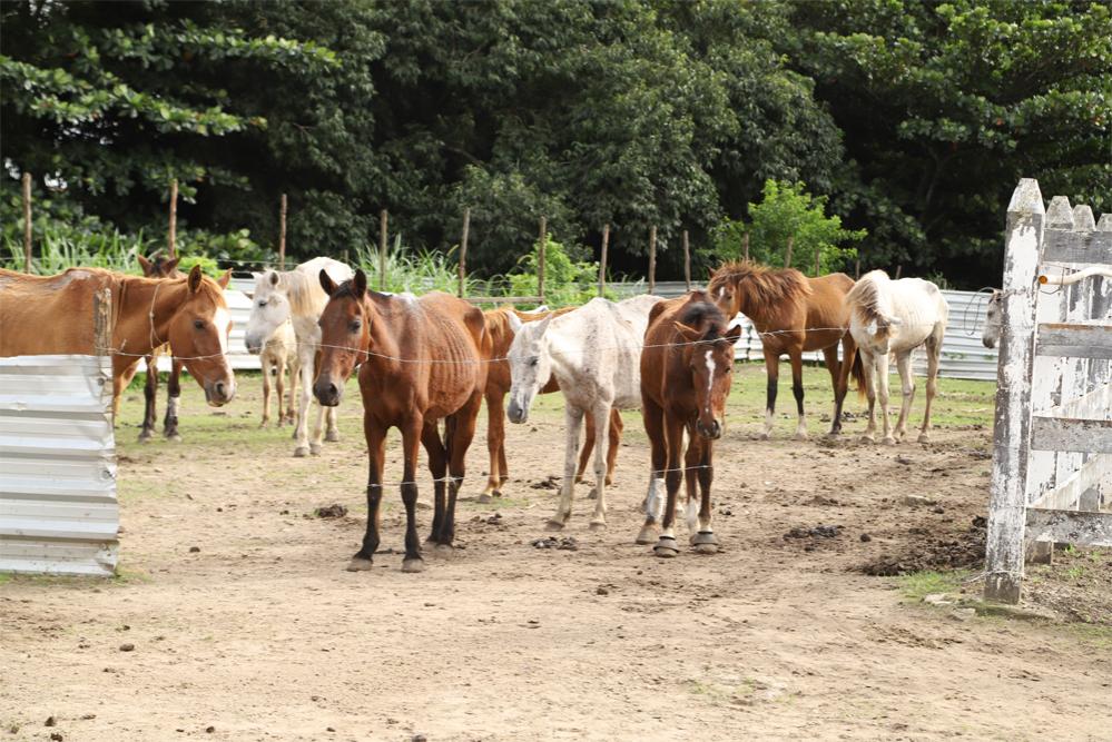Prefeitura oferta serviço de apreensão de animais de grande porte e viabiliza adoção