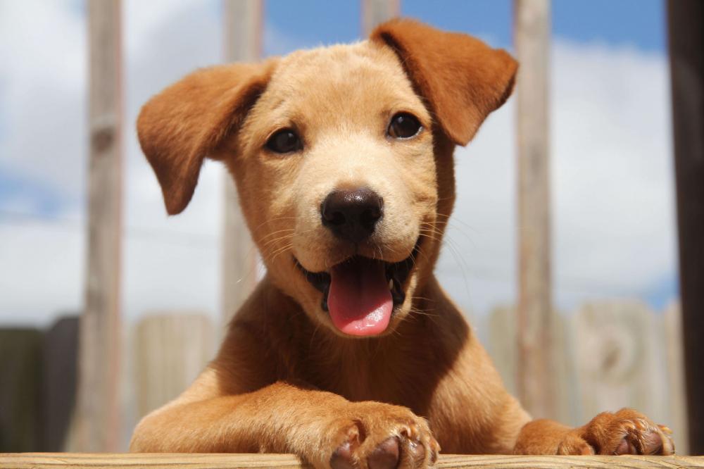 Prefeitura de Itanagra realizará a primeira etapa de castração de mais de 100 cães e gatos do município
