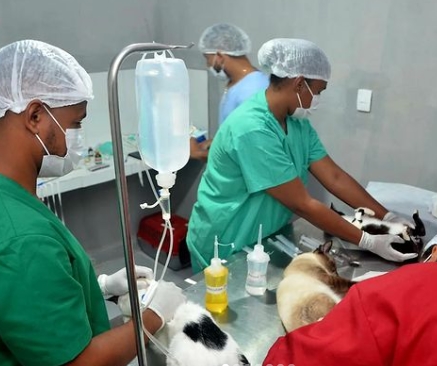 Governo Marcus Sarmento inicia castração gratuita de cães e gatos no município de Itanagra; Mais de 100 estão cadastrados