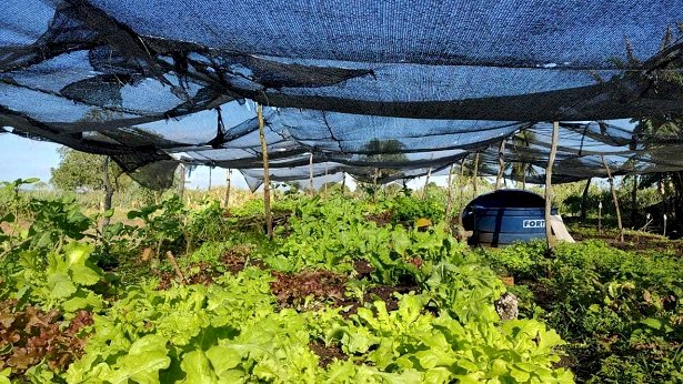 Agricultores familiares garantem renda com venda de hortaliças em Crisópolis