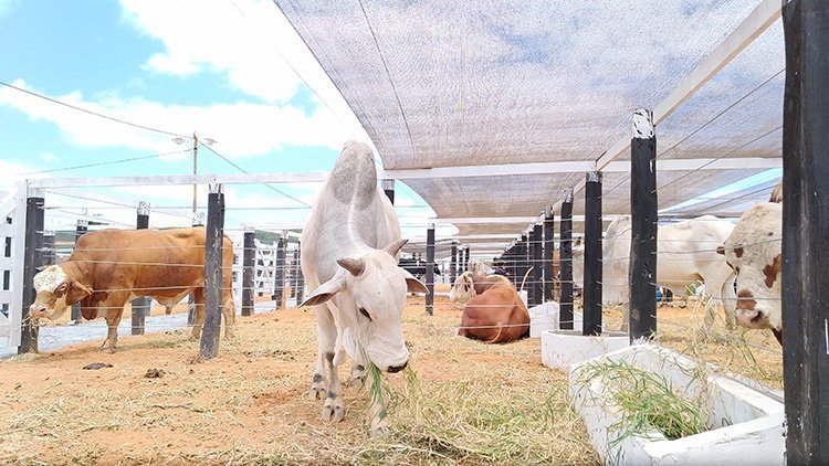 ExpoSertão, em Euclides da Cunha, acontecerá de 22 a 25 de setembro