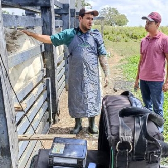 Governo Carine de Ataíde através da Secretaria de Agricultura realizações ações de melhoramento genético de rebanho de Aporá; Entenda