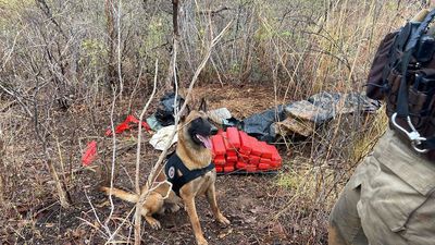 Cão farejador da PM acha 40 kg de maconha enterrados em Barreiras