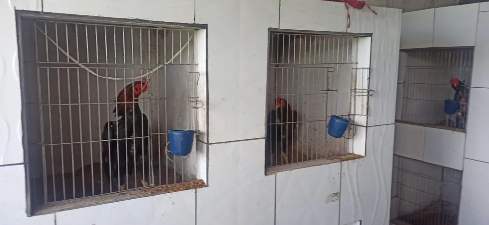 Polícia ambiental prende suspeitos de promover rinhas de galo em Dias D'Ávila 