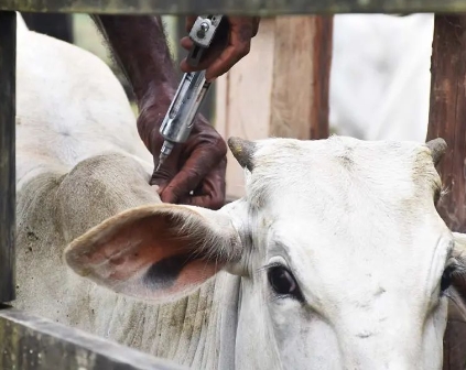 Vacinação assistida avança nos bovinos e bubalinos em Acajutiba