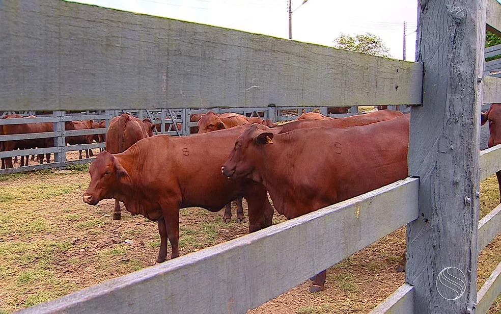 Vacinação contra a Febre Aftosa vai até o dia 17 de dezembro em Sergipe