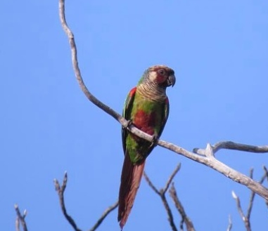 Prefeitura de Conde resgata animal silvestre e evita comercialização ilegal de Periquito-cara-suja no município ''Animal encontra-se em risco de extinção''