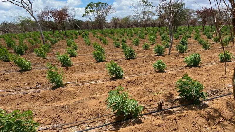 Polícia Militar destrói plantação com 120 mil pés de maconha em cidade baiana