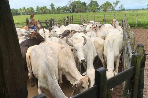 Secretaria de Agricultura inicia Protocolo de Inseminação Artificial em Tempo Fixo para o rebanho bovino de pequenos produtores em Esplanada