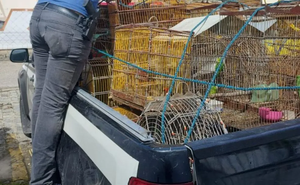 Dois cachorros e 38 pássaros são resgatados pela Polícia Civil em Aracaju