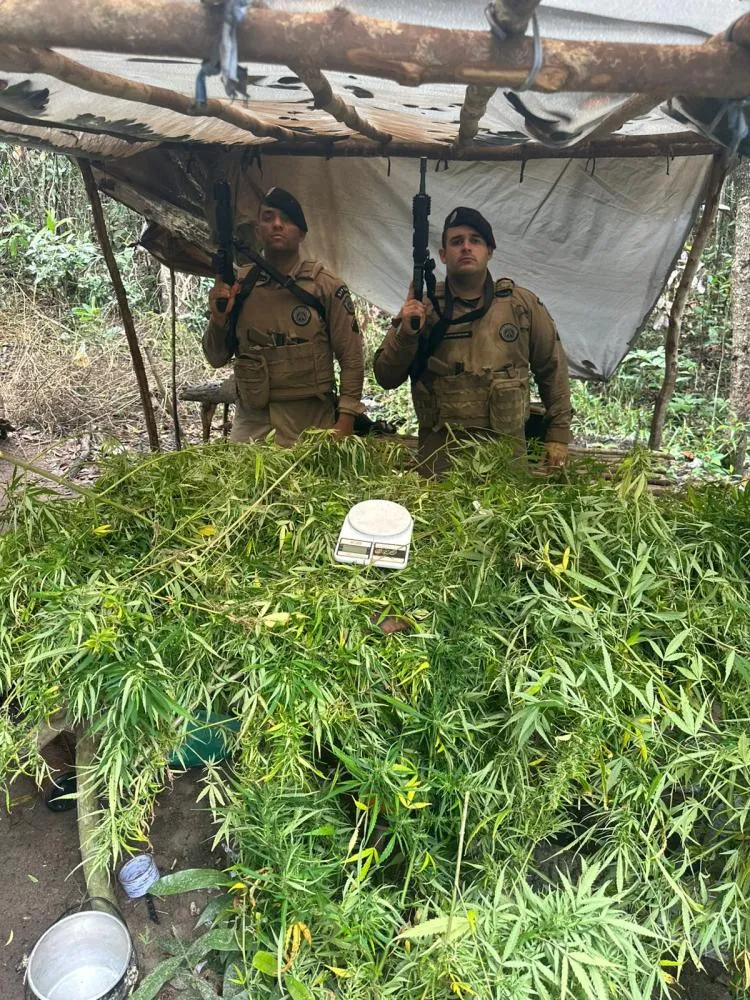 Polícia Militar erradica mais de 3 mil pés de maconha em operação na zona rural de Conde, Litoral Norte da Bahia