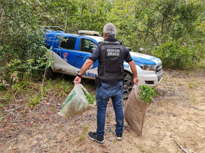 Conde: Draco apreende três mil pés de maconha