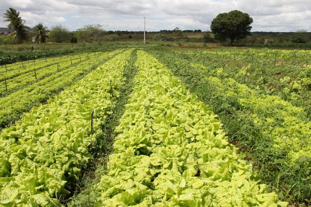 Alto Sertão sergipano produz toneladas de hortaliças irrigadas para Sergipe e estados vizinhos
