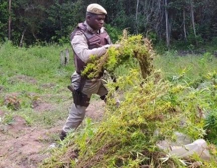Policiais Militares destroem mais 2 mil pés de maconha em plantação no Conde
